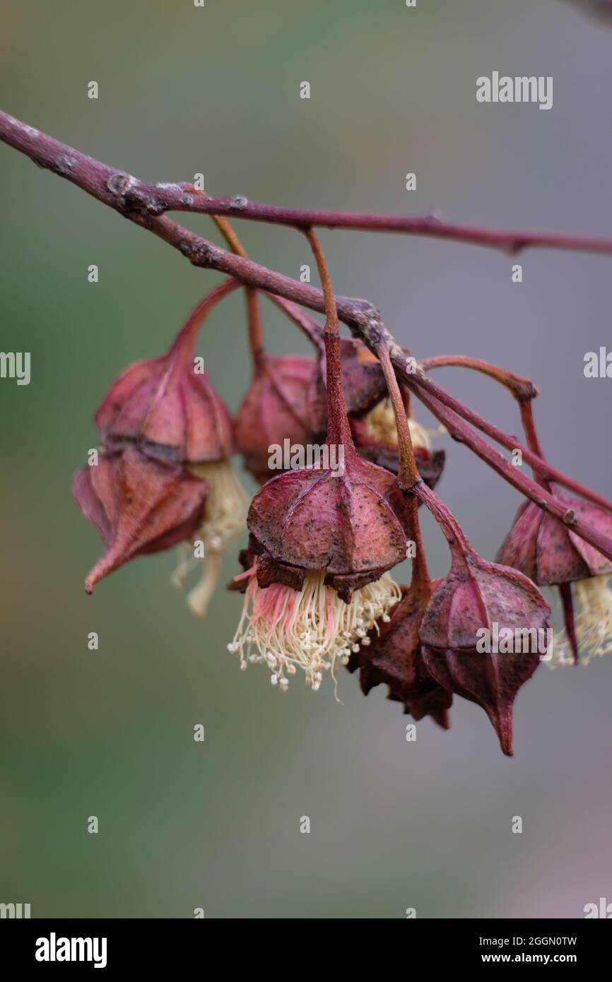 Fiori di eucalipto, immagine ravvicinata di una pianta nativa australiana Foto Stock