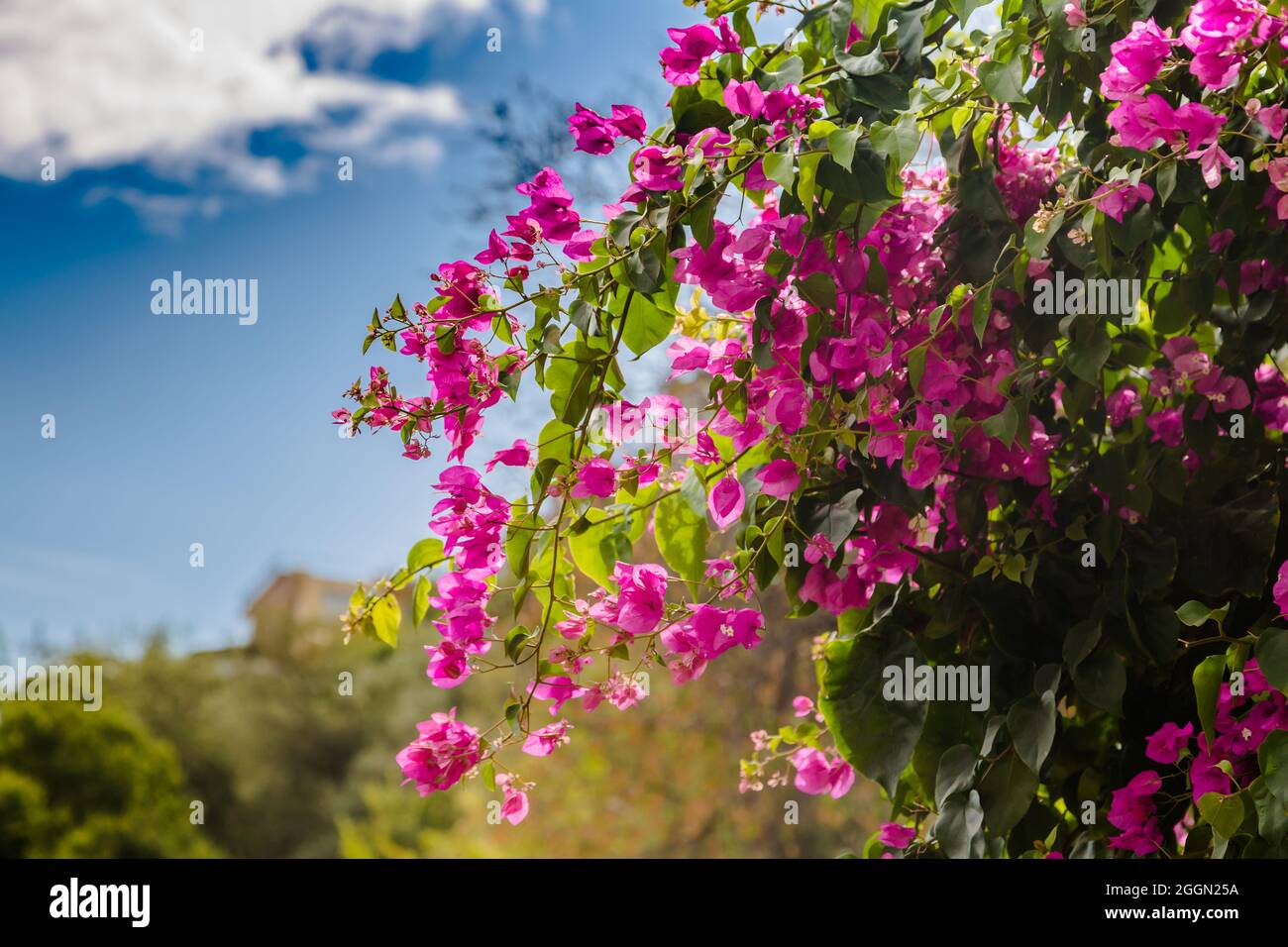 Bouganville in fiore. Buganvillea magenta fiori. Bougainvillea fiori come sfondo. Foto Stock