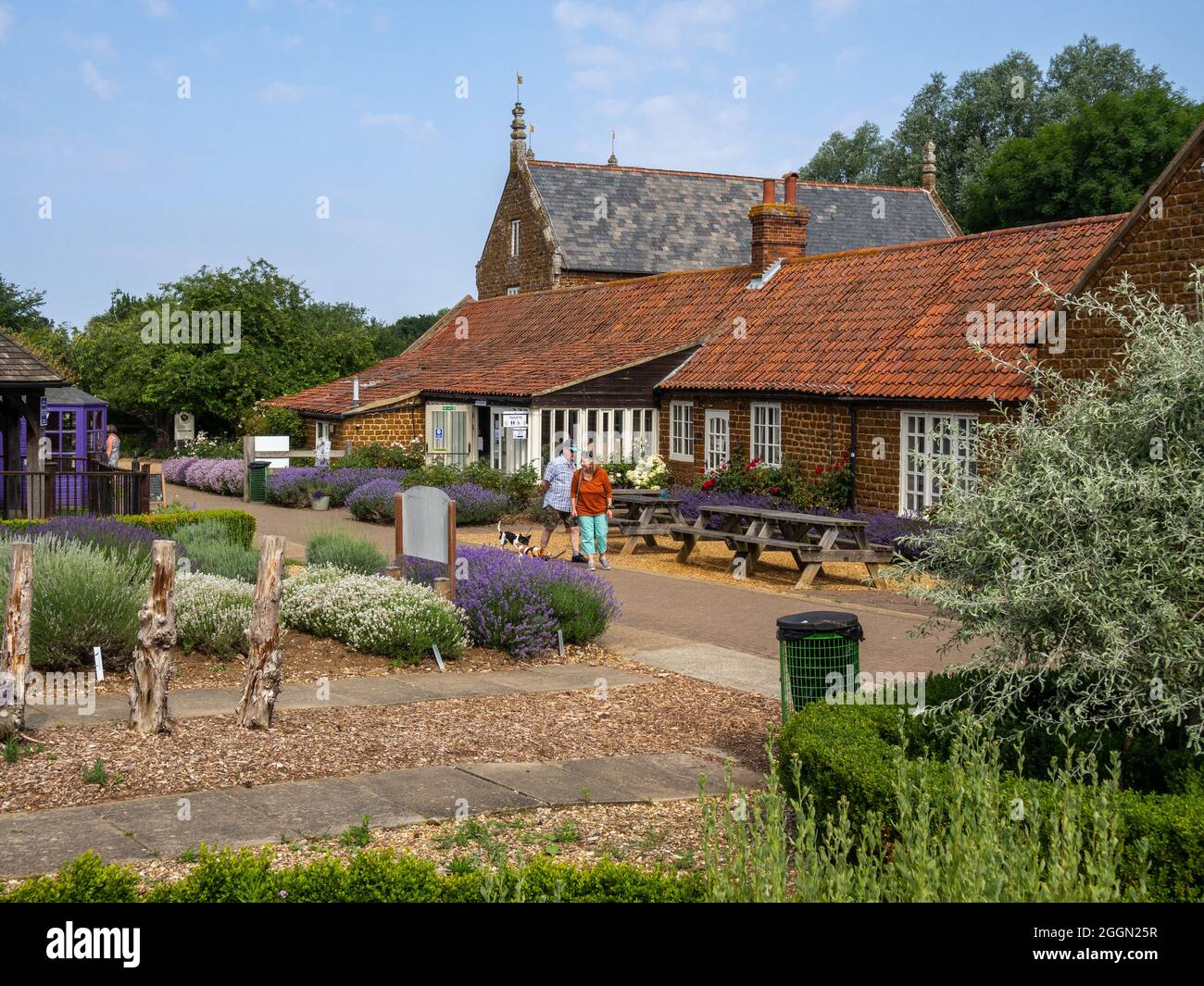 Norfolk Lavender, Caley Mill, Heacham, Norfolk, Regno Unito; famosi campi di lavanda e centro giardino Foto Stock