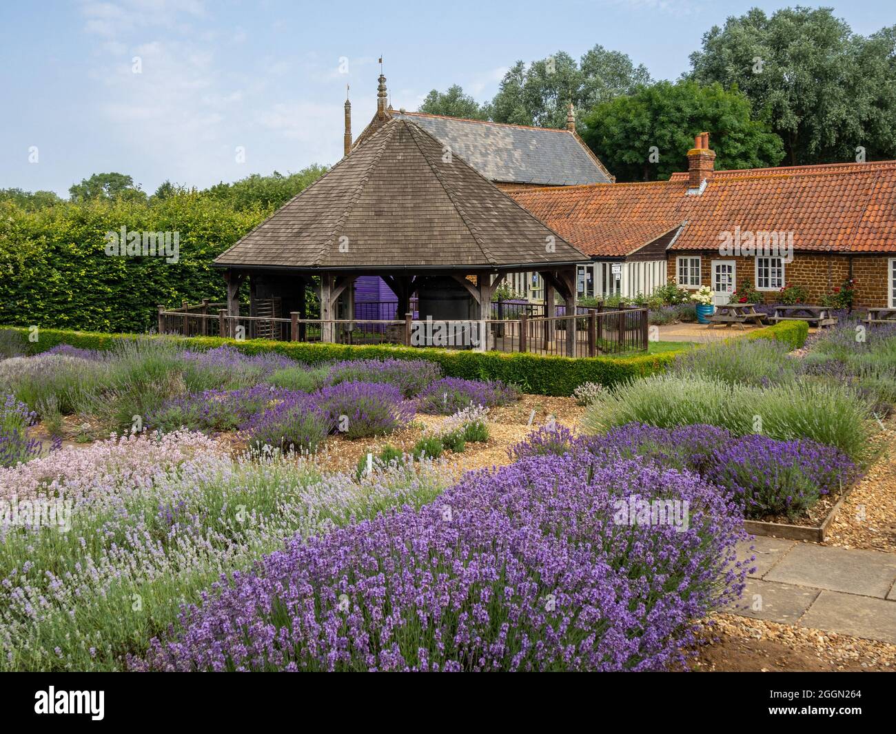 Norfolk Lavender, Caley Mill, Heacham, Norfolk, Regno Unito; famosi campi di lavanda e centro giardino Foto Stock