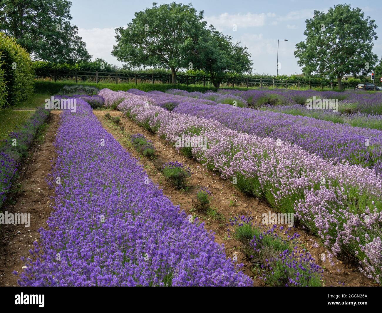 Norfolk Lavender, Caley Mill, Heacham, Norfolk, Regno Unito; famosi campi di lavanda e centro giardino Foto Stock