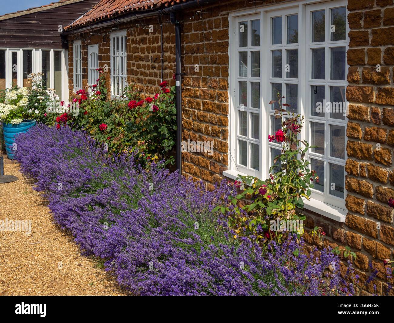 Norfolk Lavender, Caley Mill, Heacham, Norfolk, Regno Unito; famosi campi di lavanda e centro giardino Foto Stock