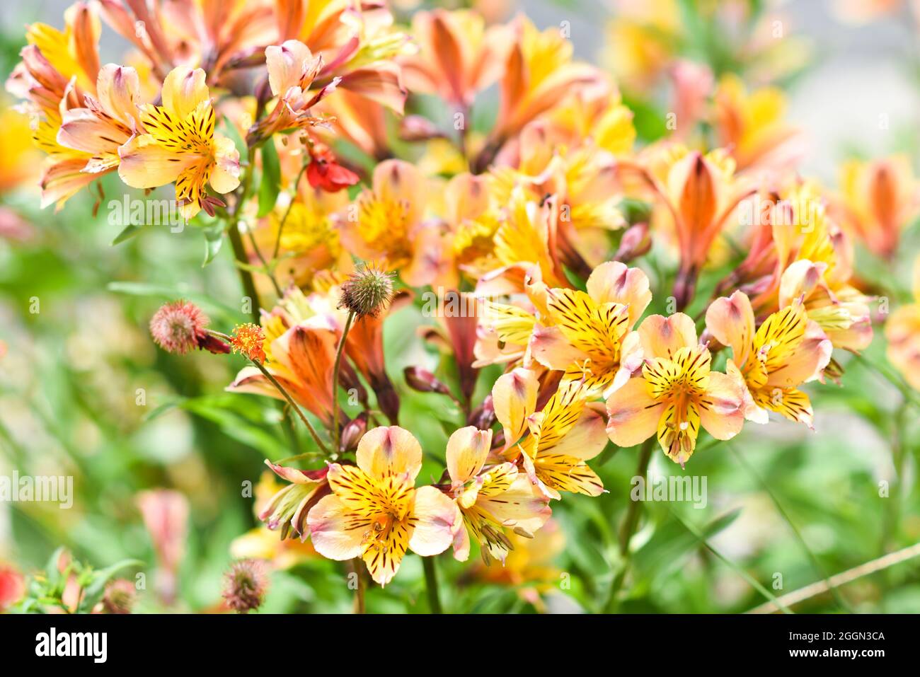 Fiori alstroemeria fioritura in estate in giardino. Foto Stock