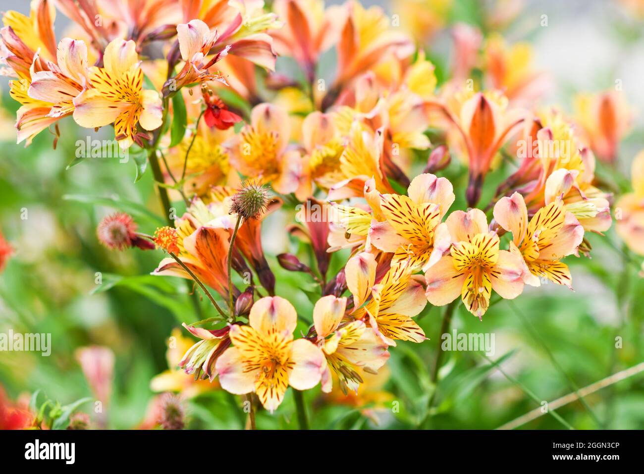 Fiori alstroemeria fioritura in estate in giardino. Foto Stock
