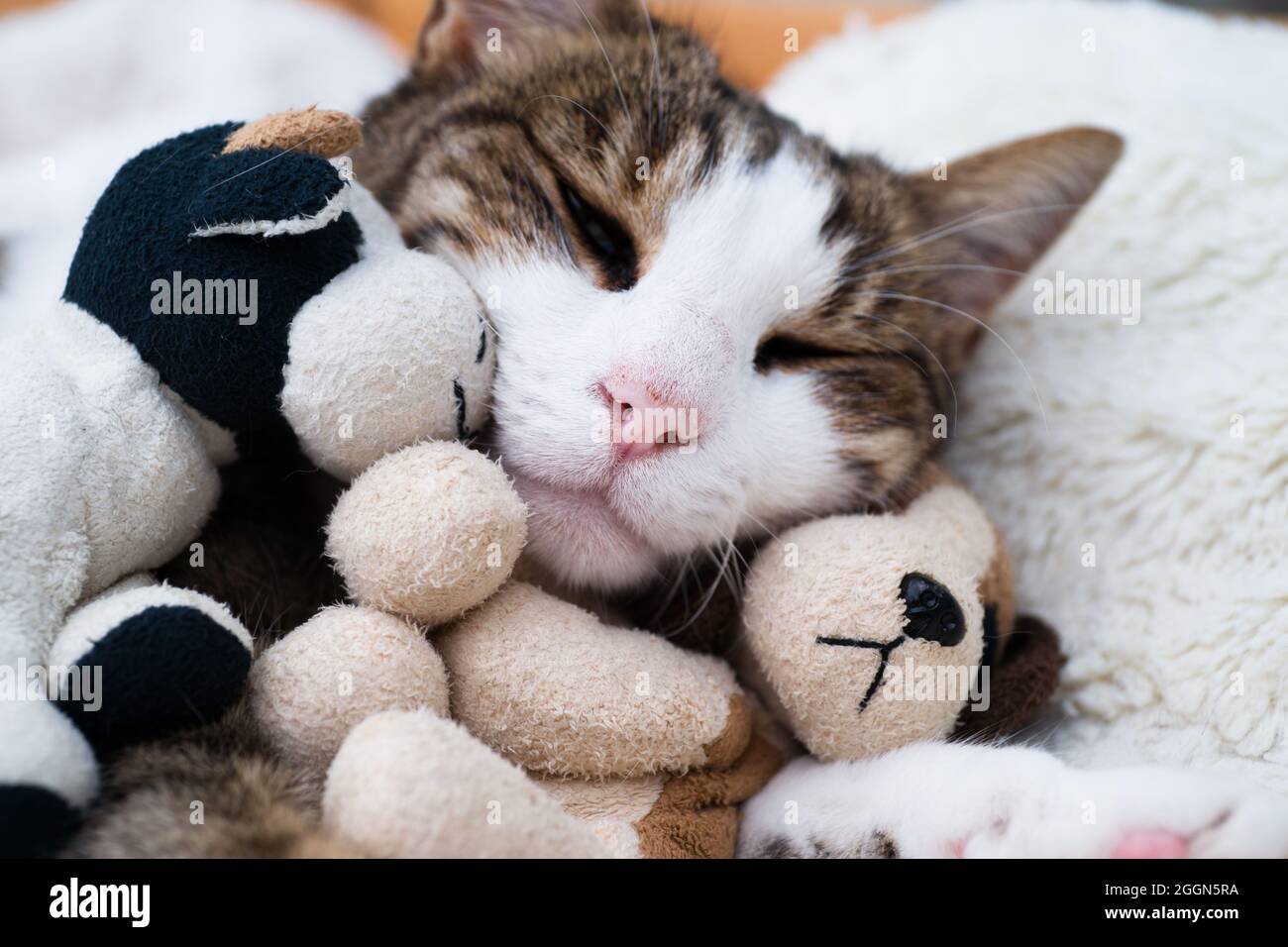 Un gatto con la testa appoggiata su un piccolo cane imbottito e dà un abbraccio Foto Stock