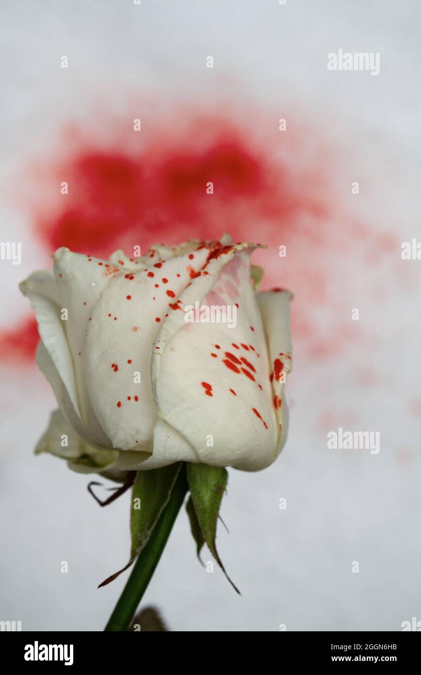 rosa bianca nella neve con spargimento di sangue, thriller. (stile copertina libro) Foto Stock