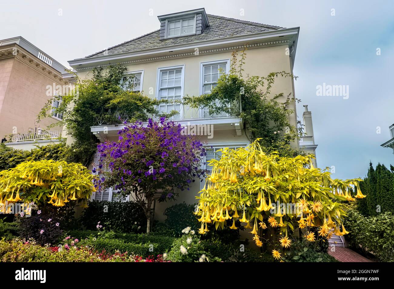 Angel’s Trumpet (Brugmansia) davanti a una casa lungo la “Billionaire’s Row”, Pacific Heights, San Francisco, California, U.S.A Foto Stock