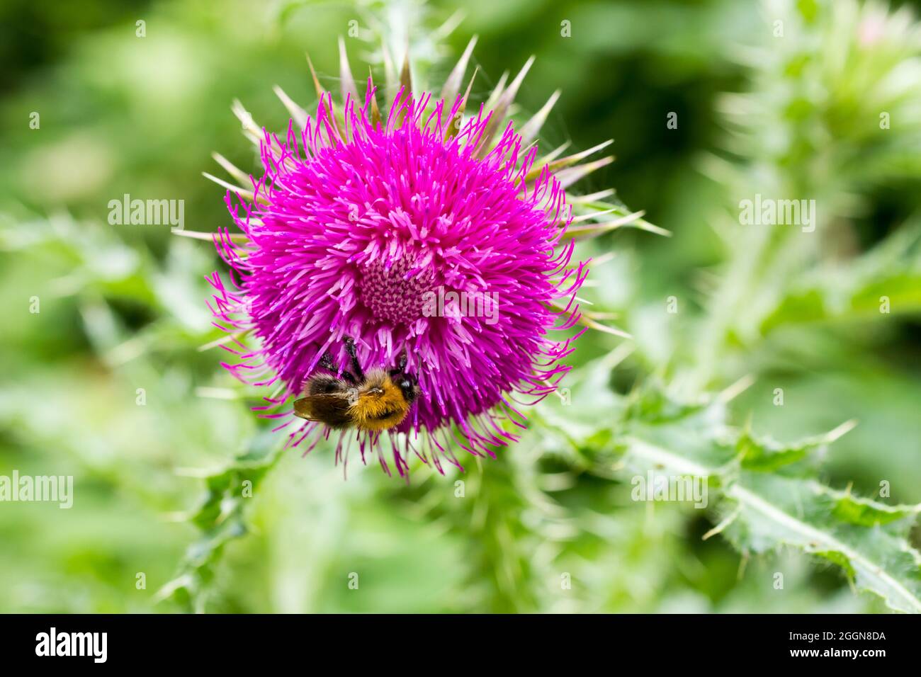 Comune Barder Bee (Bombus pascuorum) su un fiore di cardo in estate, Dorset, Inghilterra Foto Stock