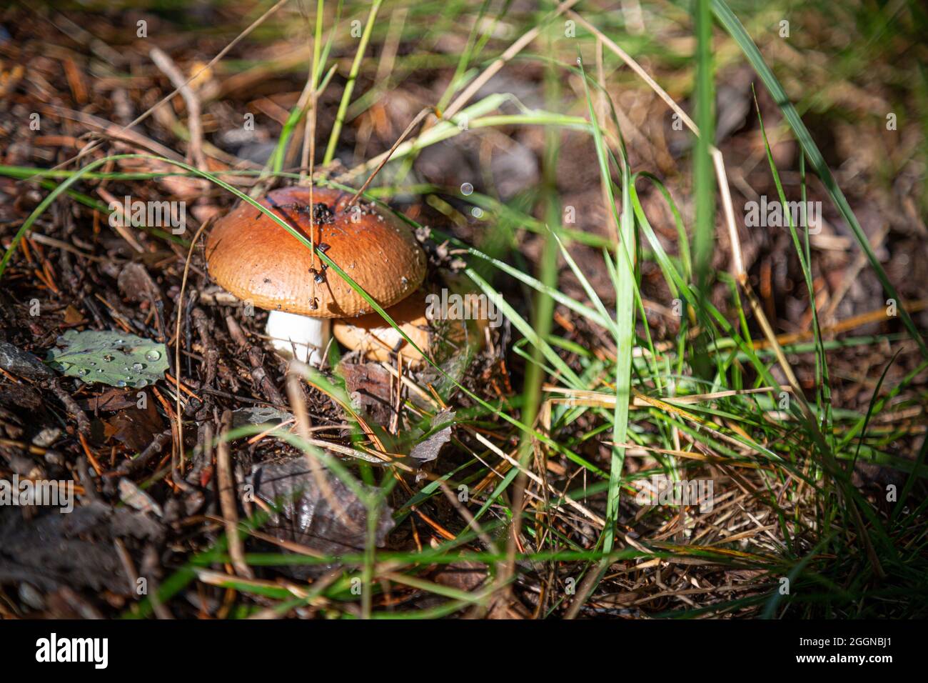 Funghi nella foresta. Sfondo autunno Foto Stock