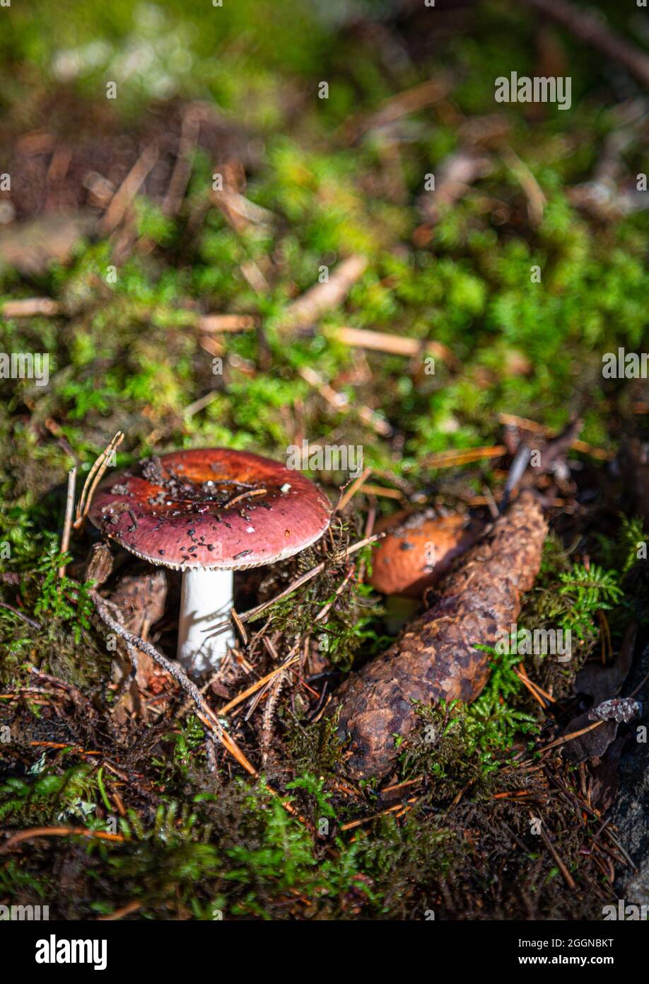 Funghi nella foresta. Sfondo autunno Foto Stock