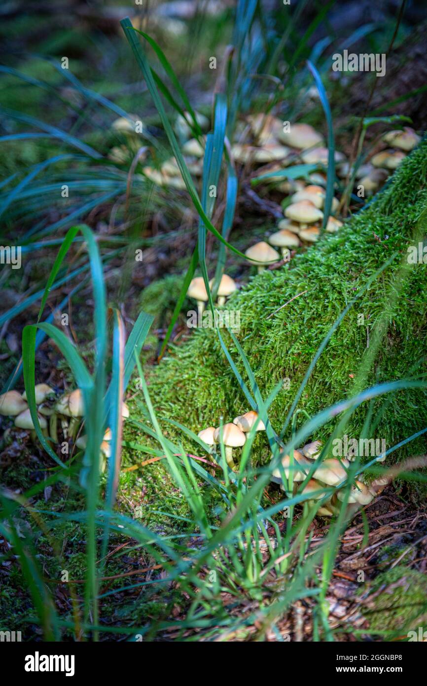 Funghi nella foresta. Sfondo autunno Foto Stock