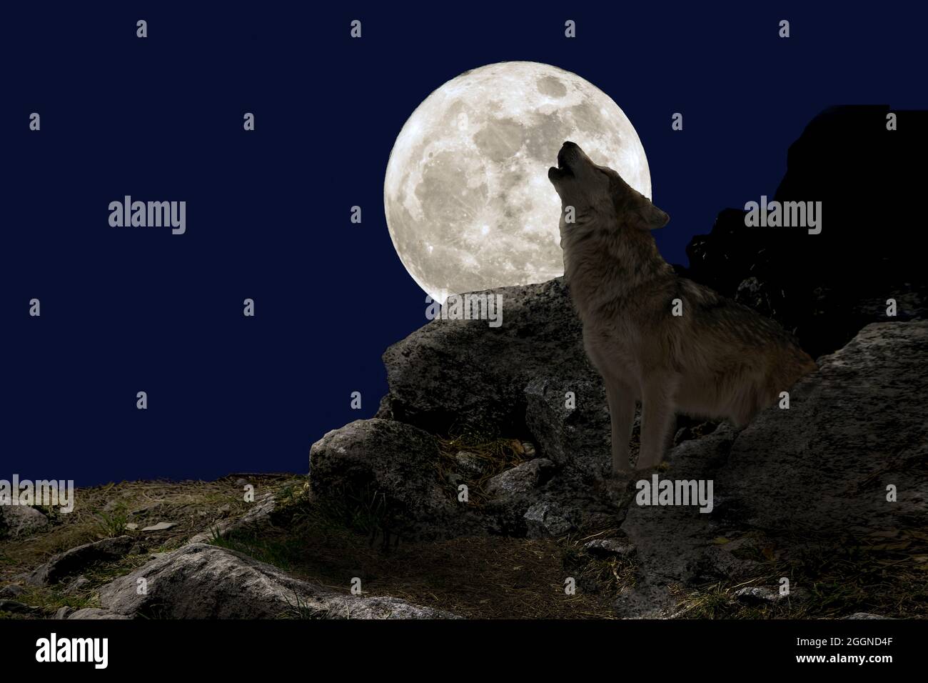 Il lupus grigio grigio grigio di Wolf Canis si nude tra le rocce che urlano di notte con la luna piena Foto Stock