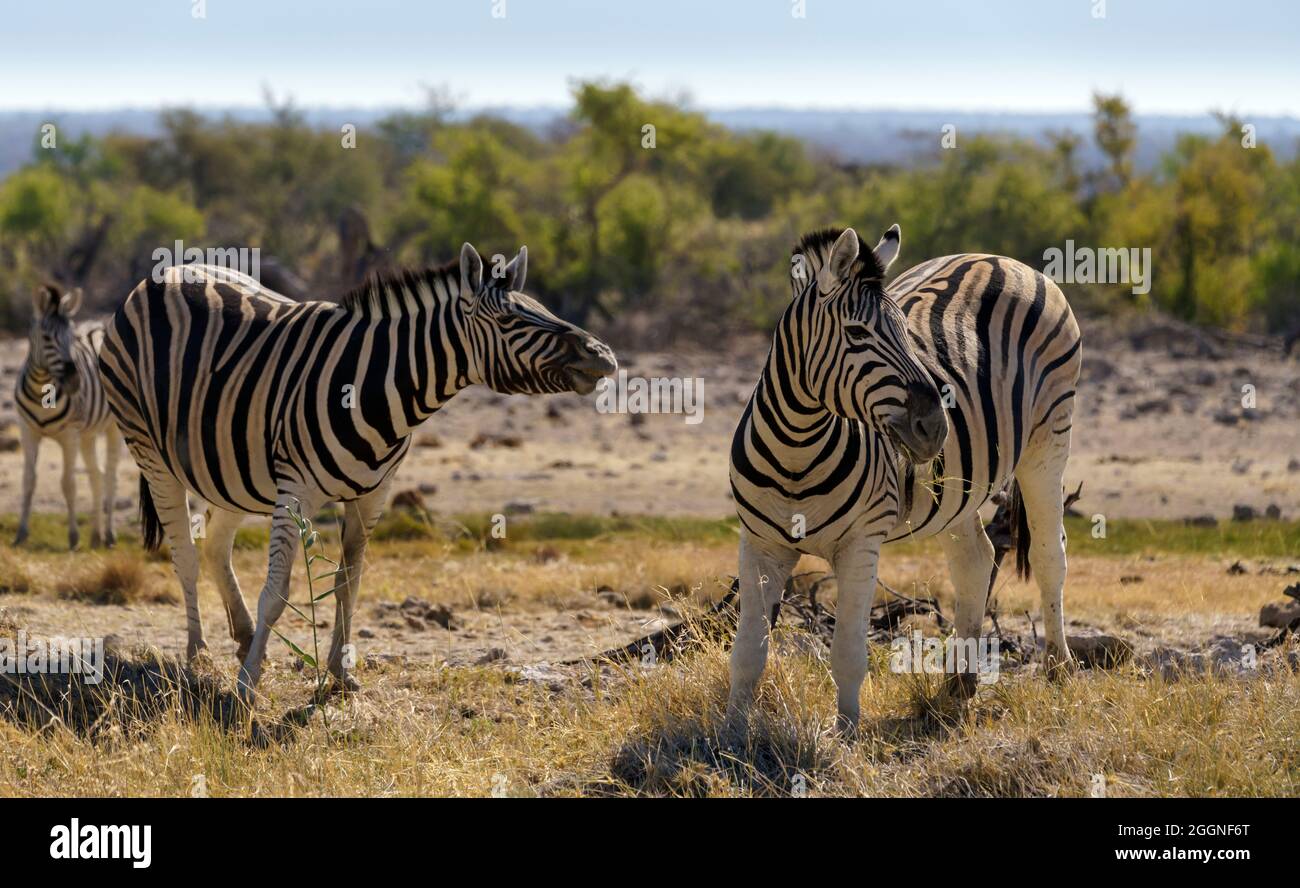 Burchell's Plains Zebra nel nord ovest della Namibia Foto Stock