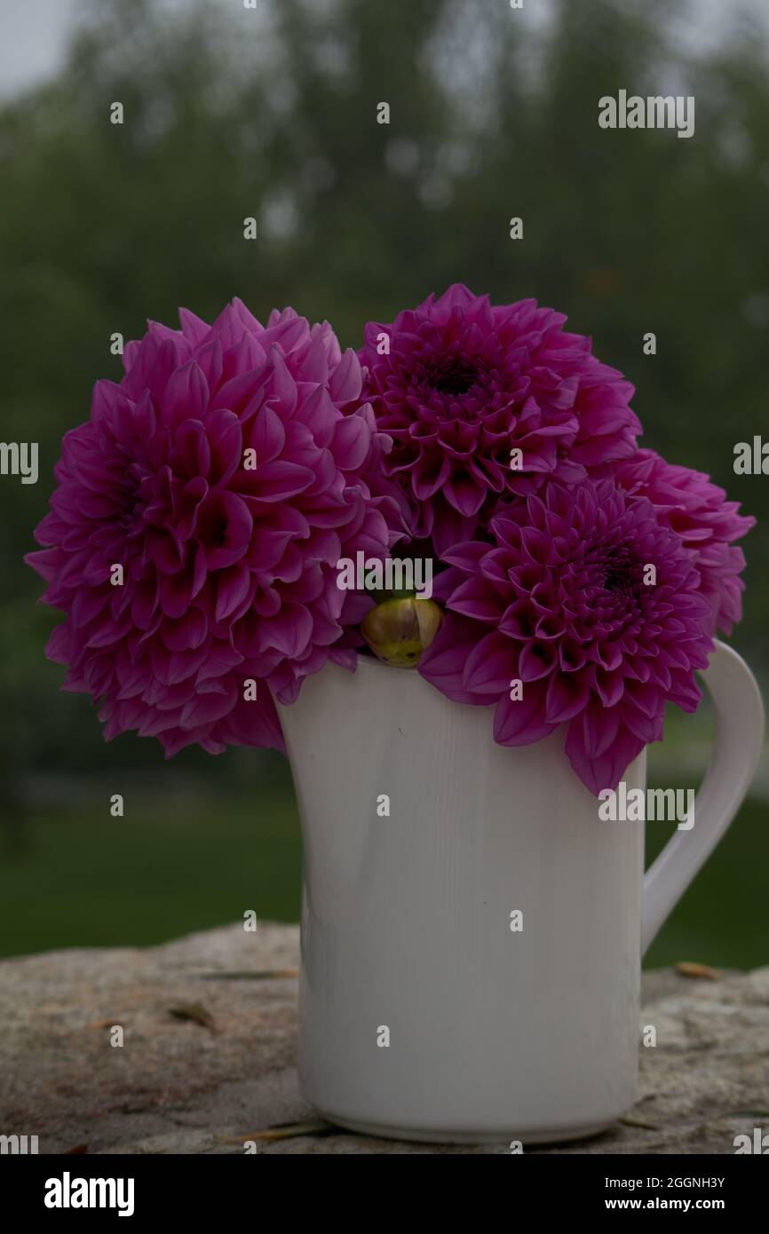 grande lilla rosa pompom dahlias Foto Stock