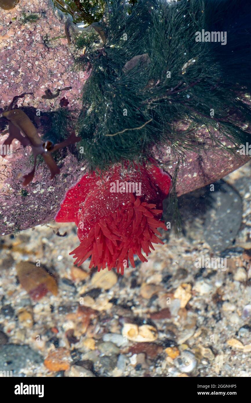 Beadlet anemone (Actinia equina), Beadnell, Northumberland, Foto Stock