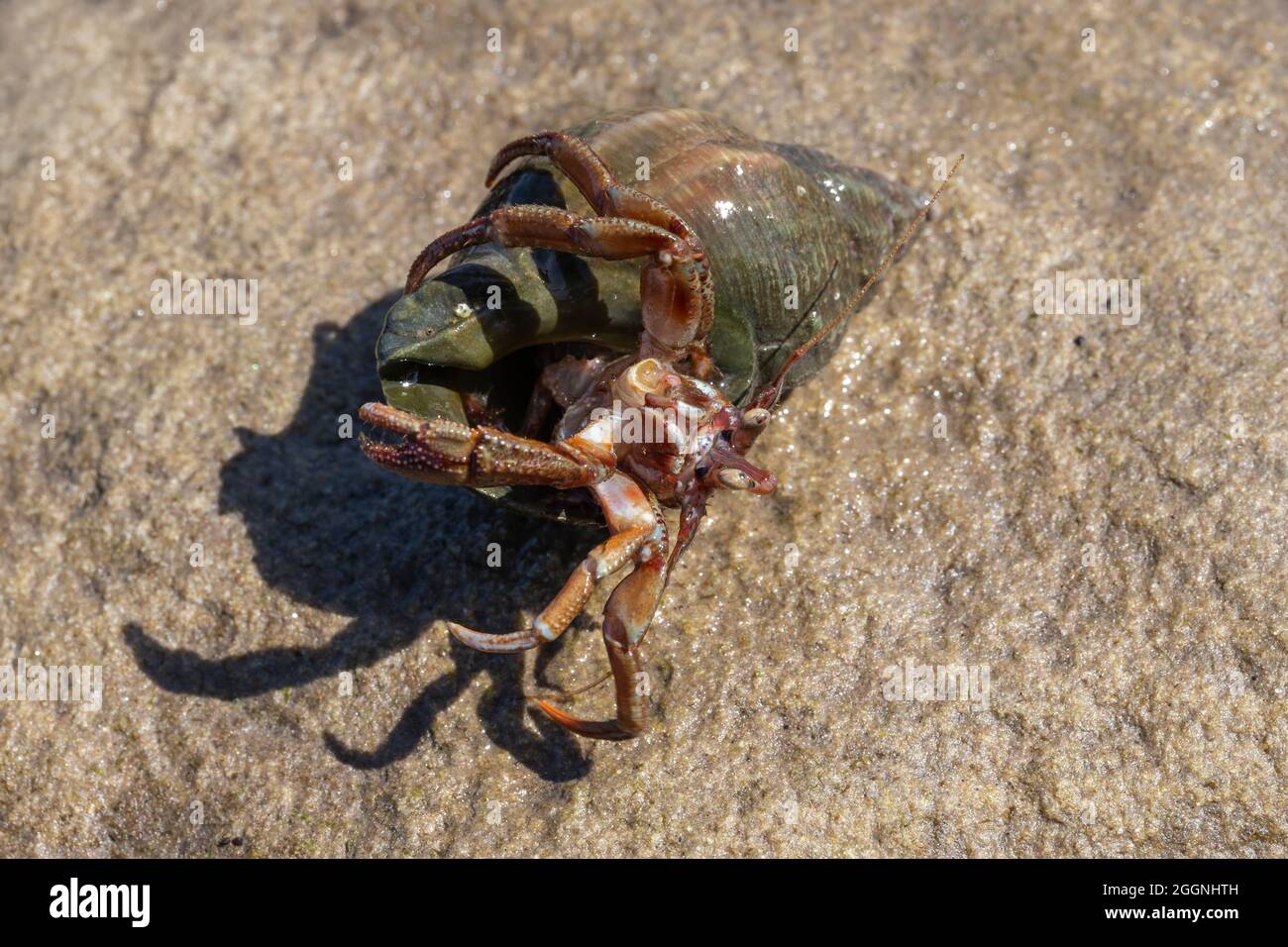 Granchio eremita (pagurus bernhardus), Beadnell, Northumberland Foto Stock