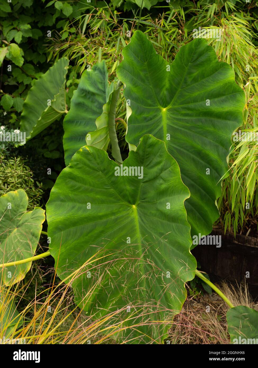 Cocolasia Esculenta Elephant orecchie Foto Stock