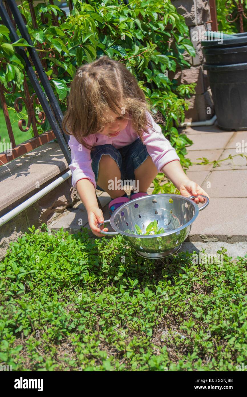 bambina e giovane donna che raccolgono menta fresca insieme. Famiglia. Foto Stock