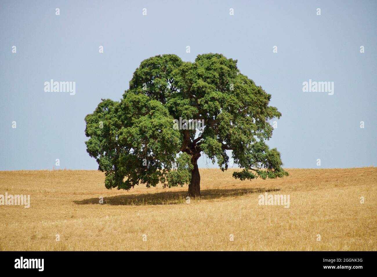 Minimalismo con albero di sughero solitario in mezzo al campo di grano secco ad Alentejo, Portogallo. Foto Stock