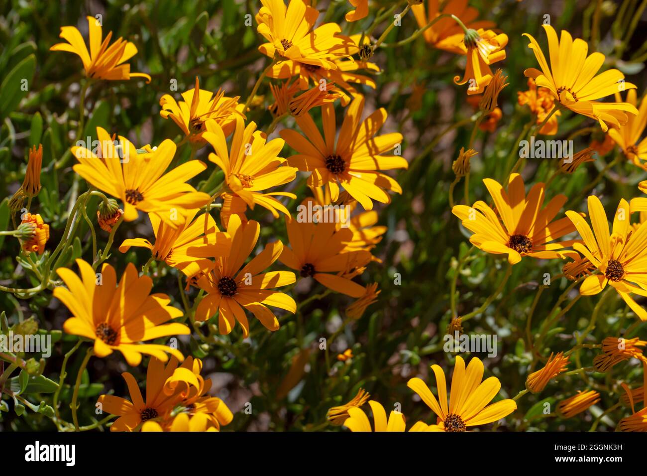 Bella margherite Namaqualand arancione Foto Stock