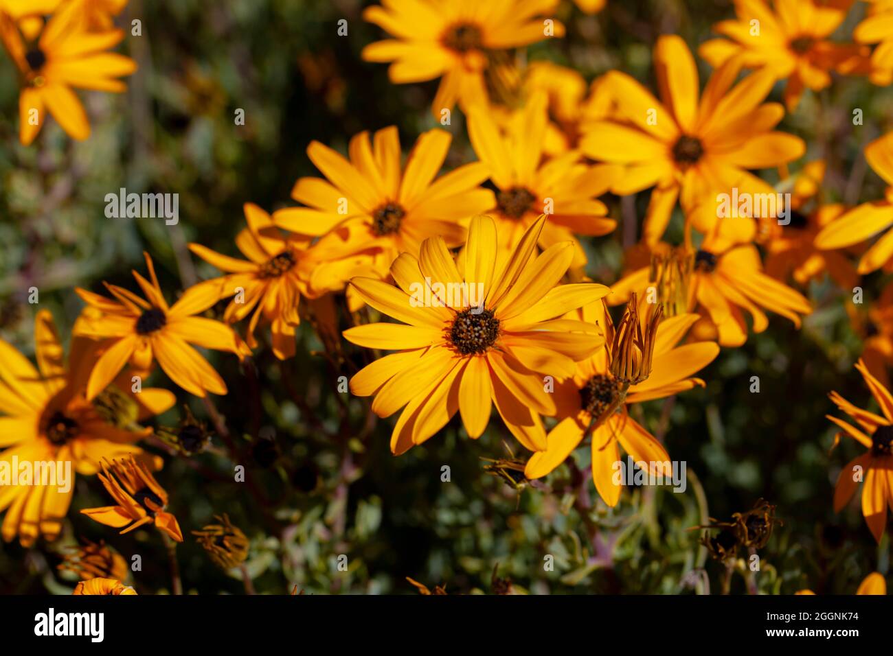 Bella margherite Namaqualand arancione Foto Stock