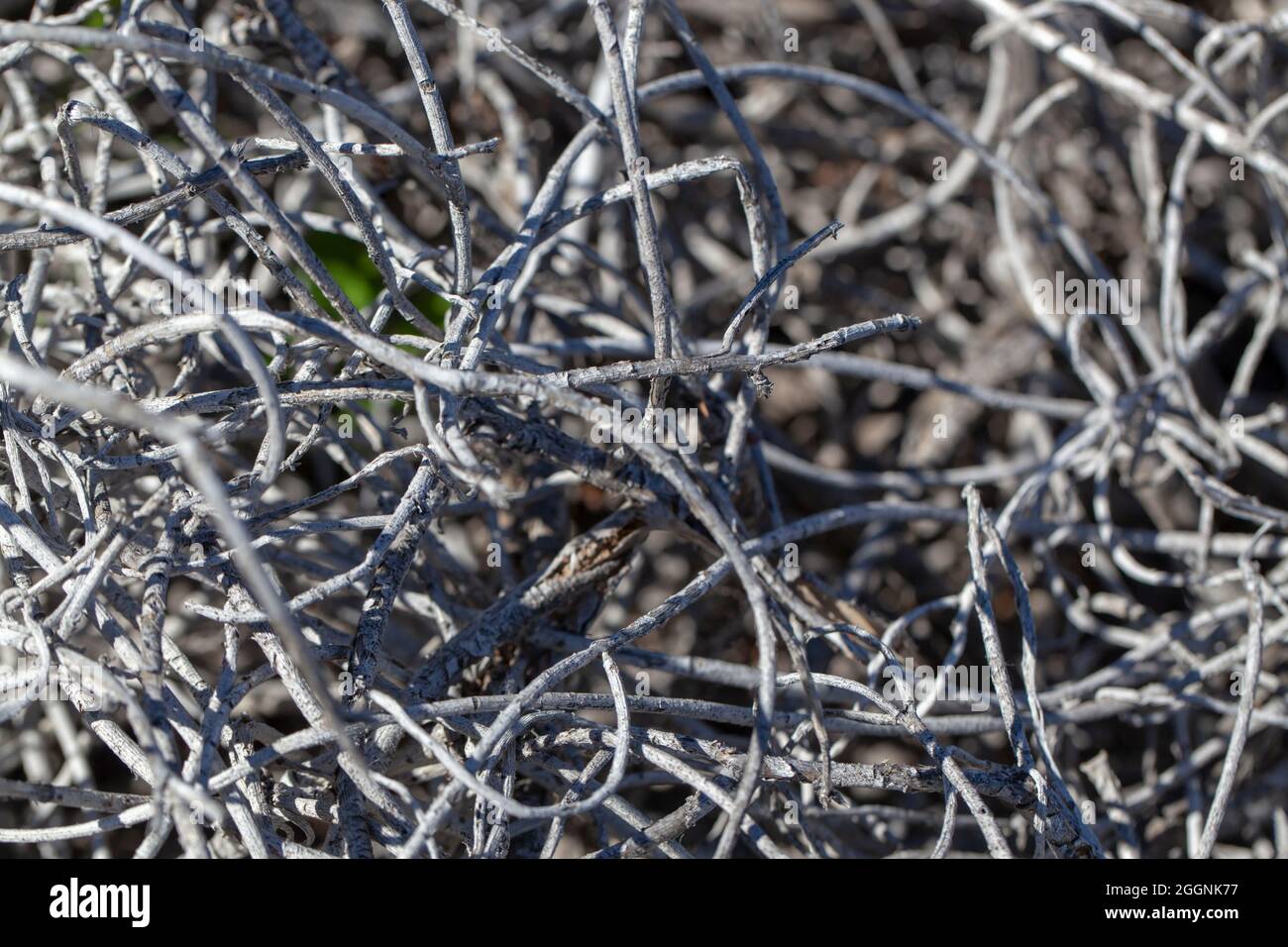 Pianta insolita di rami curvi e senza foglie, sembra un nido di uccelli. Foto Stock