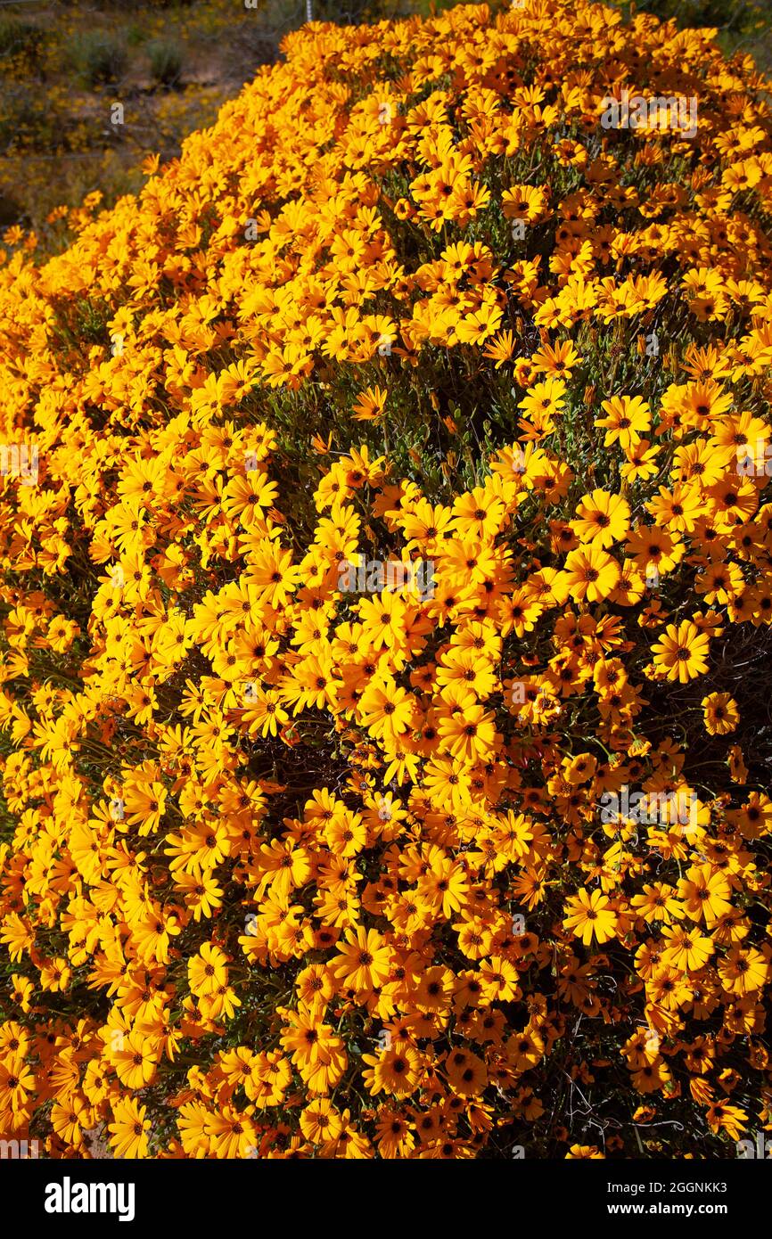 Margherite Namaqualand giallo arancione Foto Stock