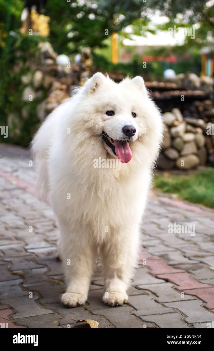 Il cane bianco Samoyed (Husky, Bjelkier, Sammy, Laika, Spitz) si trova su un sentiero del parco. Divertente animale domestico all'aperto. Lunghezza completa. Northern Sledge Dog, compagno Foto Stock