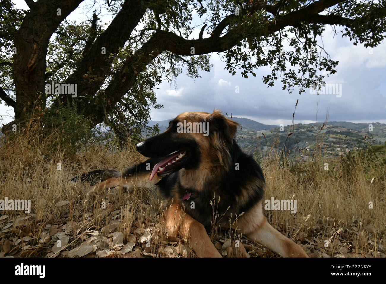 Carino cane che giace sulla natura Foto Stock