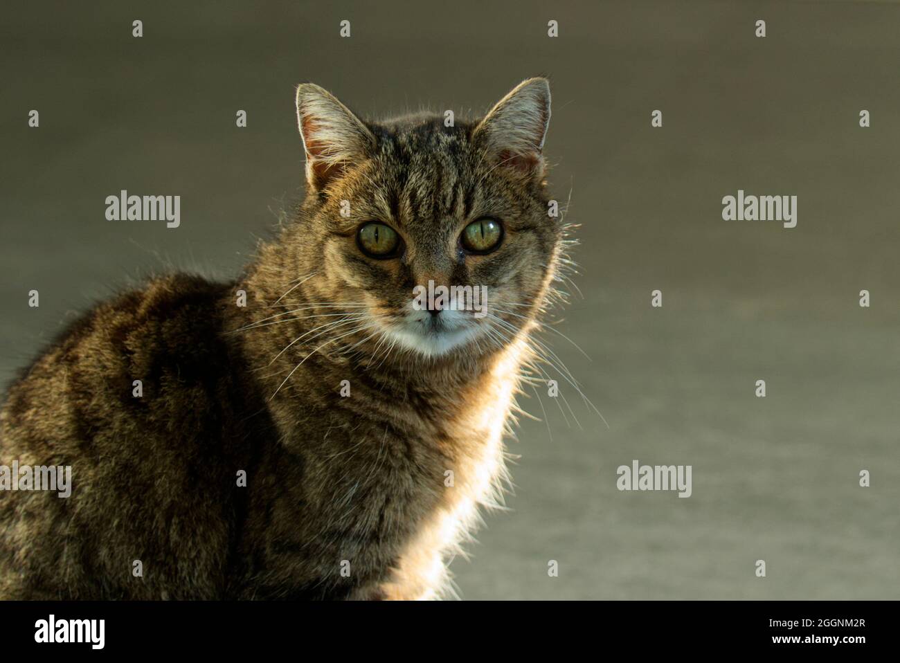 femmina di 18 anni, gatto con tabby Foto Stock