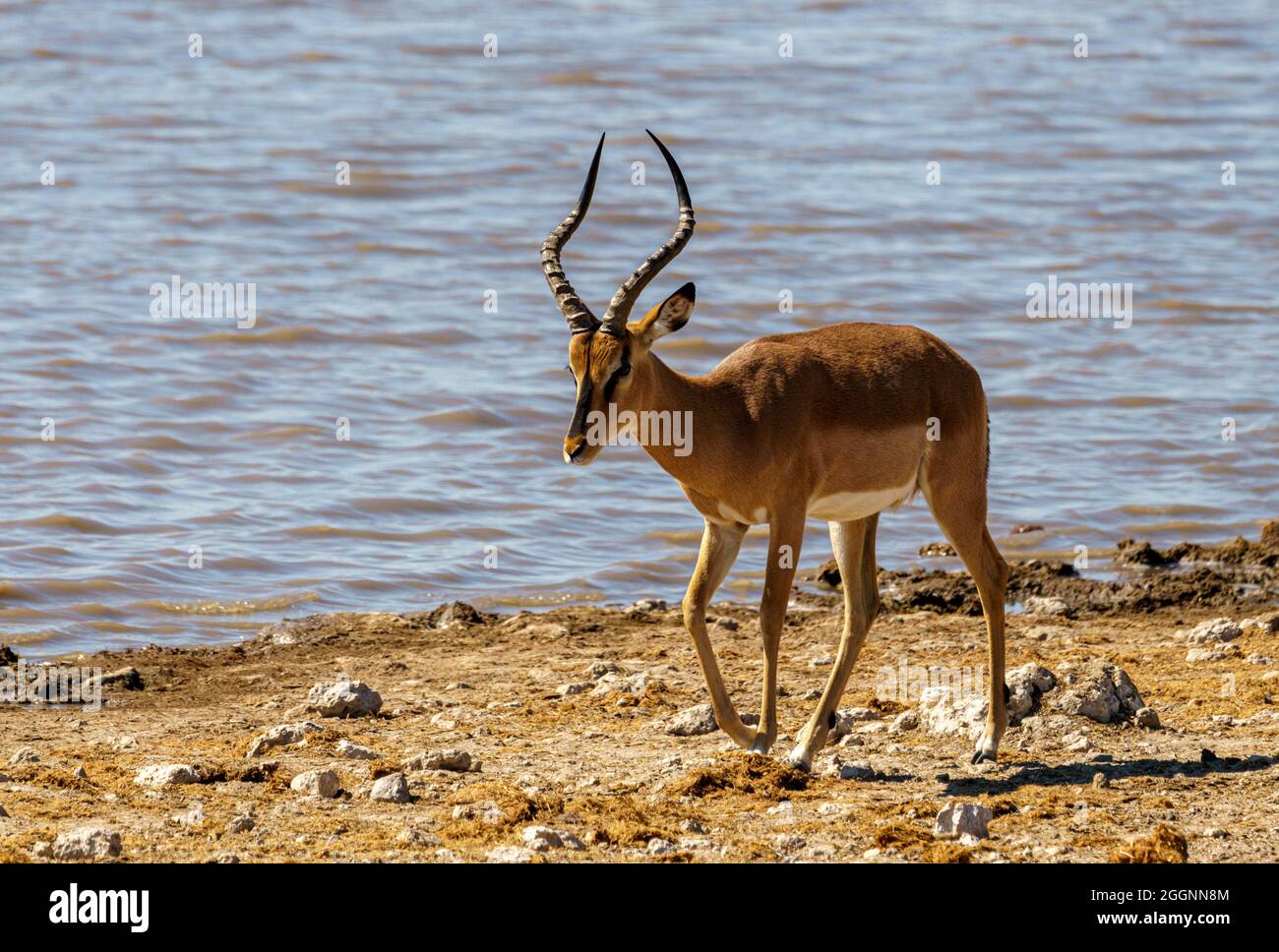 Antelope Namibia Nord Ovest Africa Foto Stock