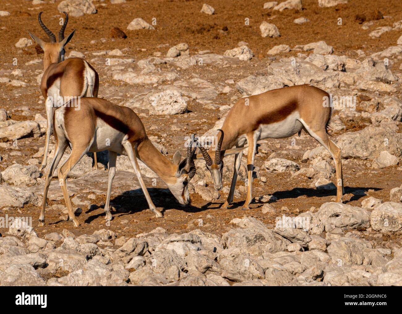 Antelope Namibia Nord Ovest Africa Foto Stock
