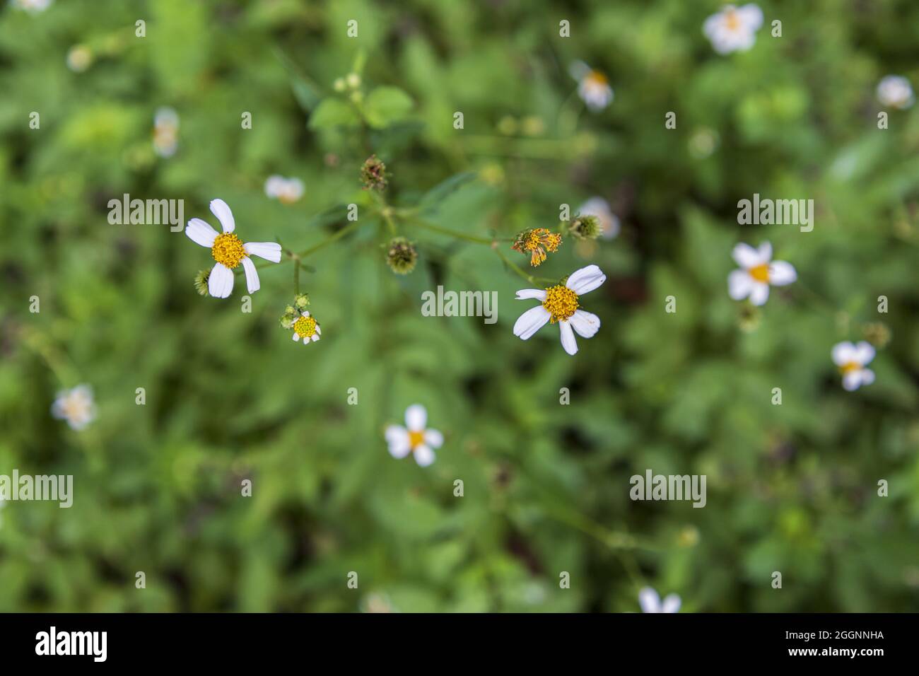 Bidens pilosa blackjack meggarticks agricoltori amici e spagnolo ago Foto Stock