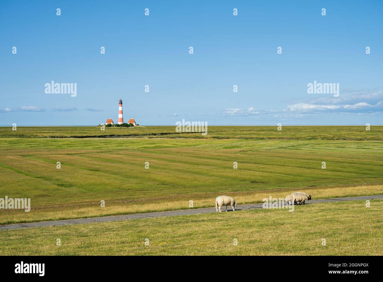 Leutturm Westerhever an der Norseeküste und Schafe auf den grünen Salzwiesen Foto Stock