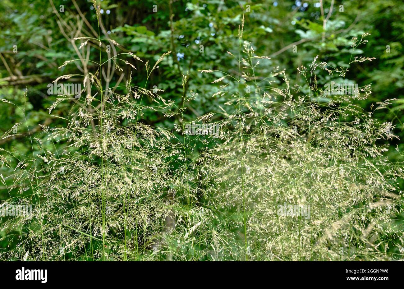 Erbe che crescono sul terreno boschivo di Nidderdale. North Yorkshire Foto Stock