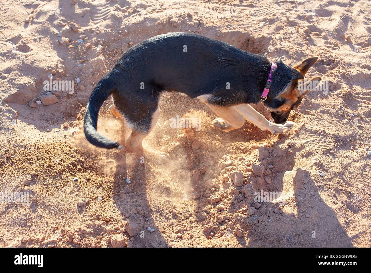 Femmina, nero e tan, cane pastore tedesco, scavando. Foto Stock