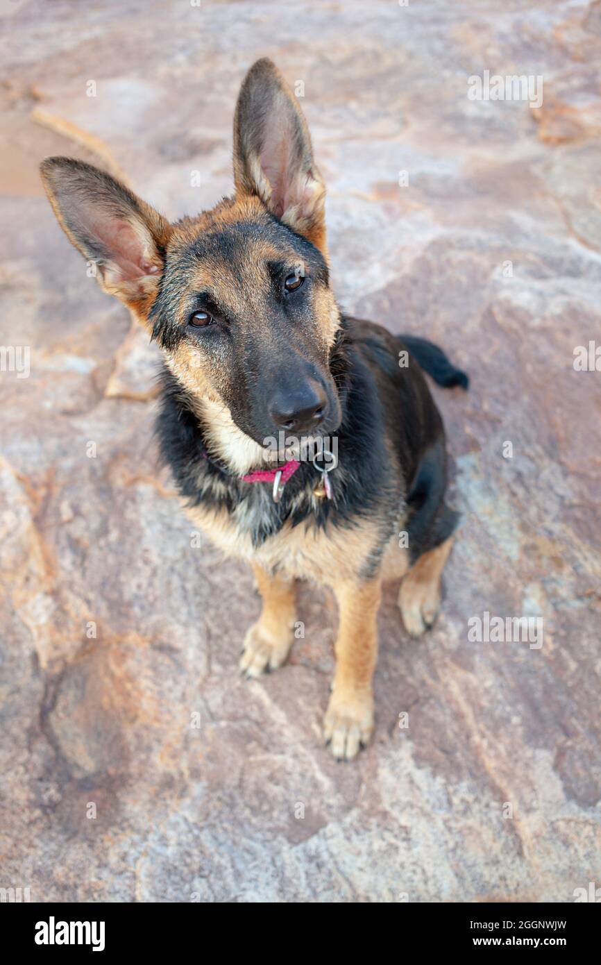 Femmina nero e marrone tedesco Shepherd cane. Foto Stock