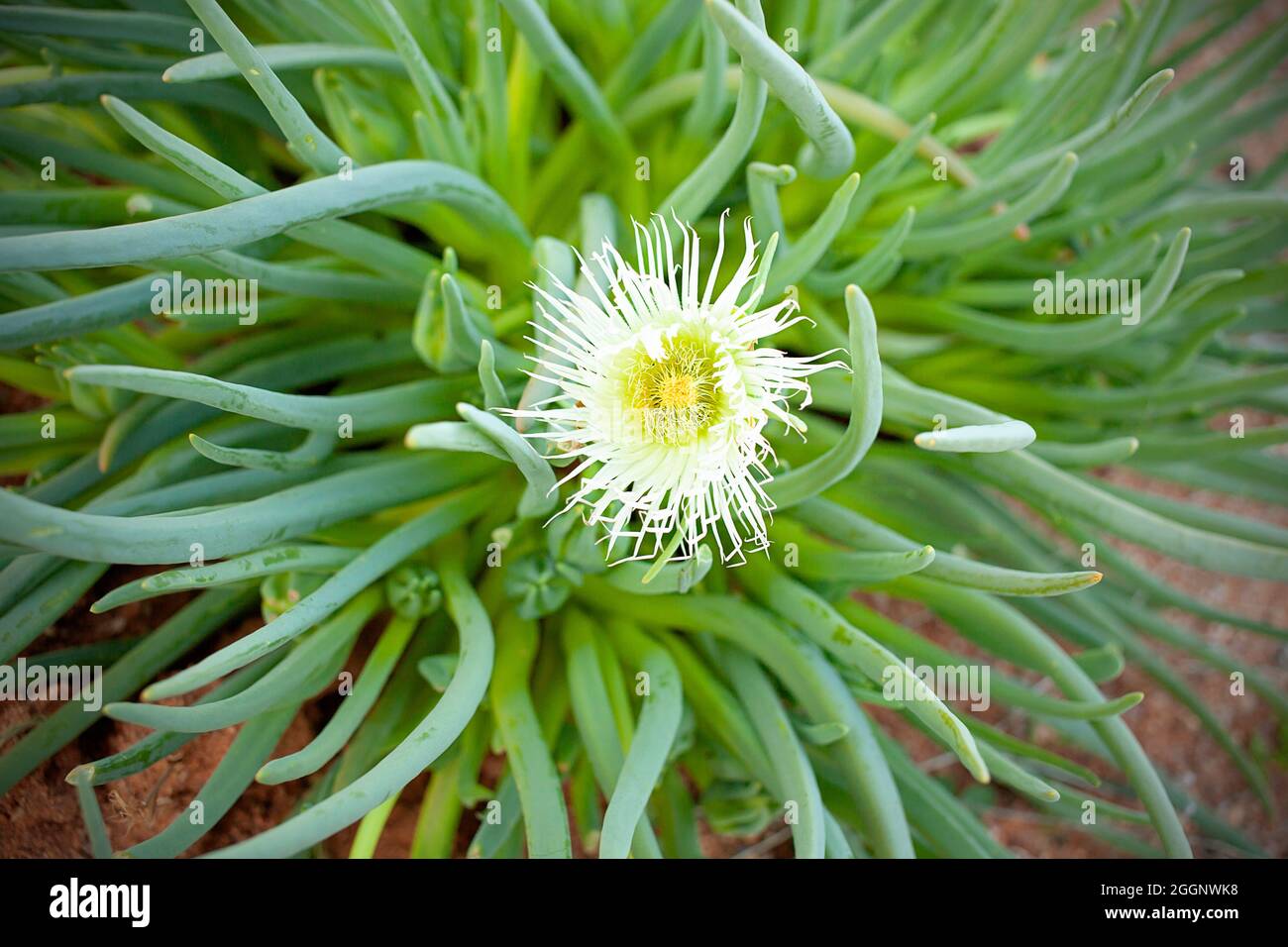 Pianta di ghiaccio Conicosia Foto Stock