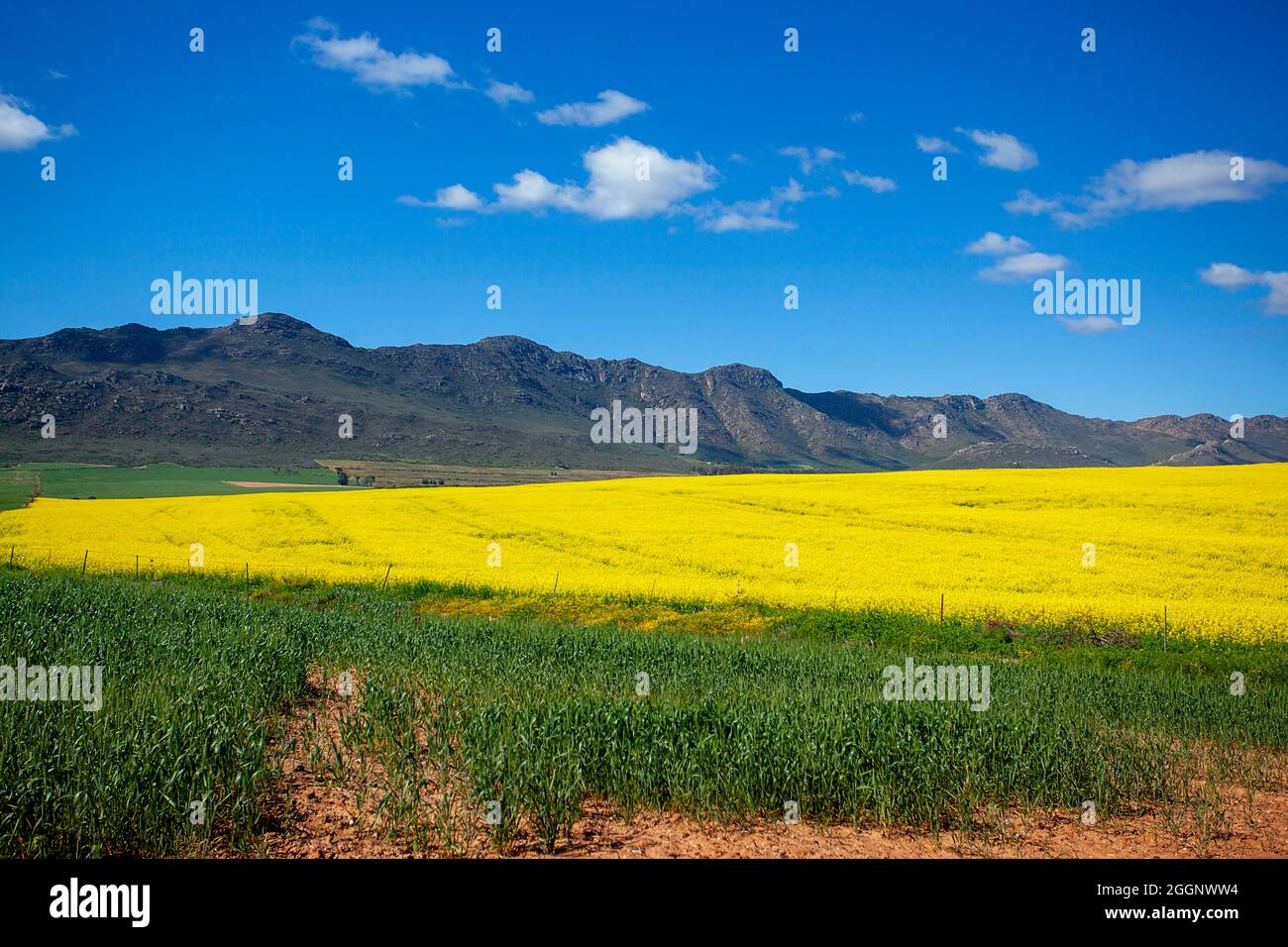 N7 vicino a R365, Cedersberg, Capo Occidentale, Sudafrica. Campi di colza / colza in piena fioritura. Foto Stock