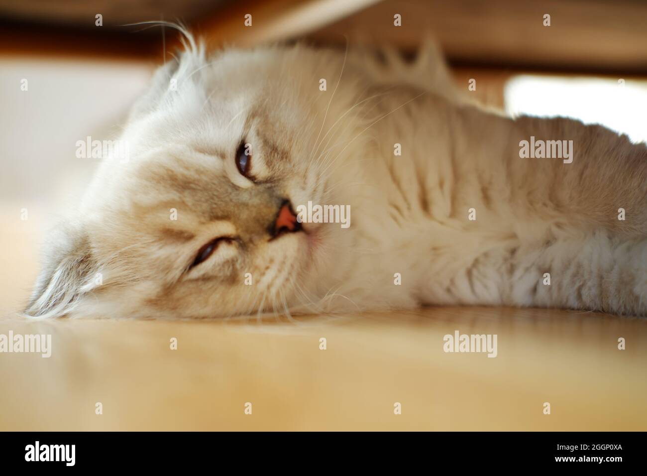 Furry White Scottish Fold Cat sdraiato sul pavimento Indoorsing Foto Stock