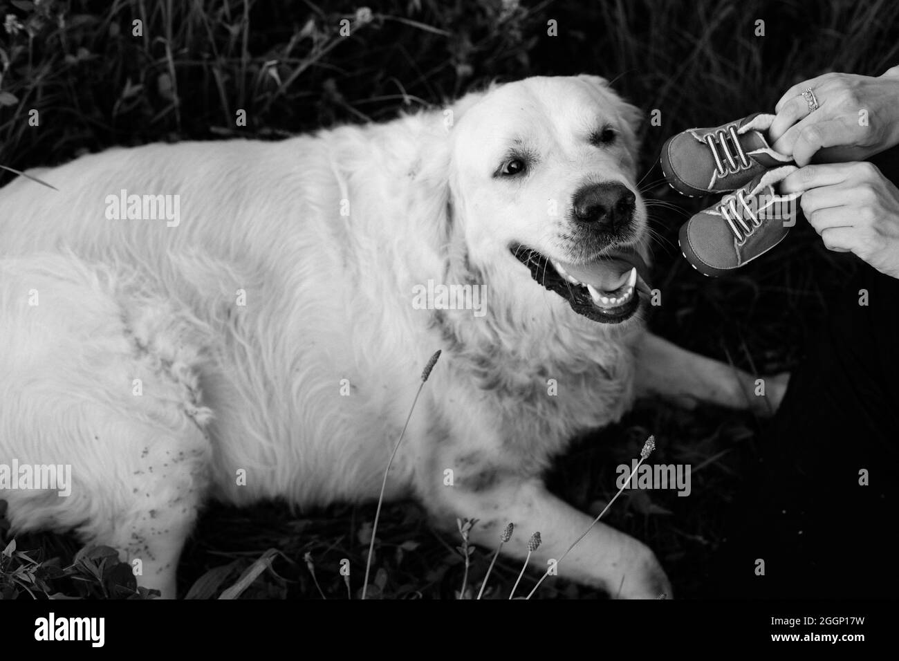 Foto in bianco e nero di Labrador sdraiato in erba e guardando con sorpresa le scarpe per bambini che i proprietari gli mostrano. Conversazione con il cane. In attesa di Foto Stock