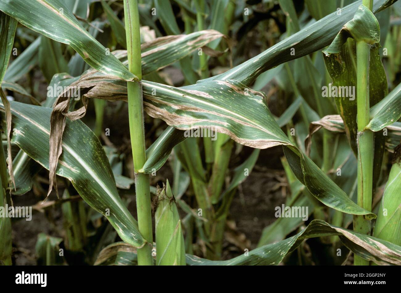 Stewart's wilt (Pantoea stewartii) lesioni longitudinali necrotiche sulle foglie di mais maturo o raccolto di mais, USA Foto Stock