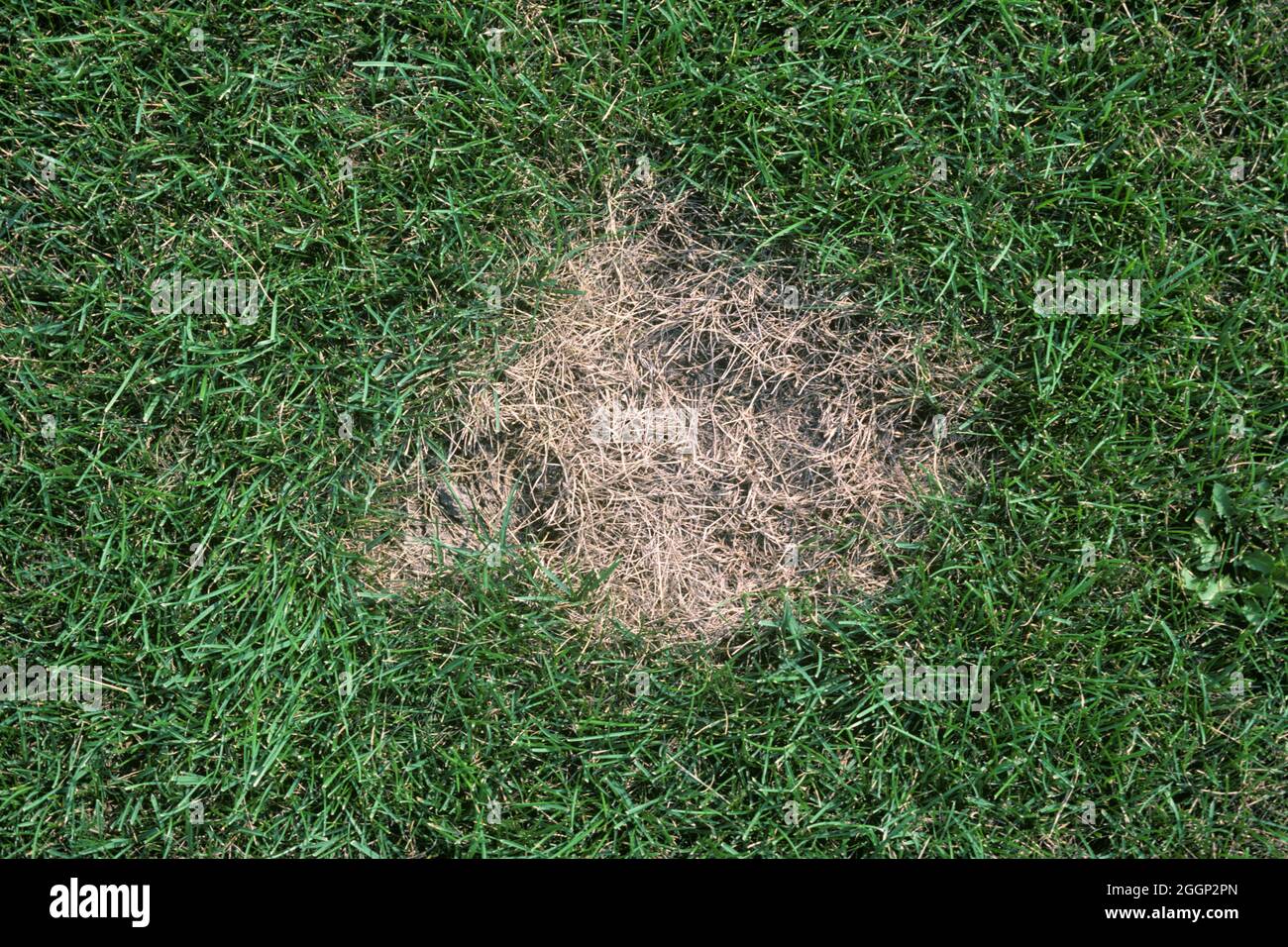 Toppa estiva (poe Magnaporthe) toppa leggera di erba sintetica malata, bluegrass (Poa sp.) in un prato, USA Foto Stock