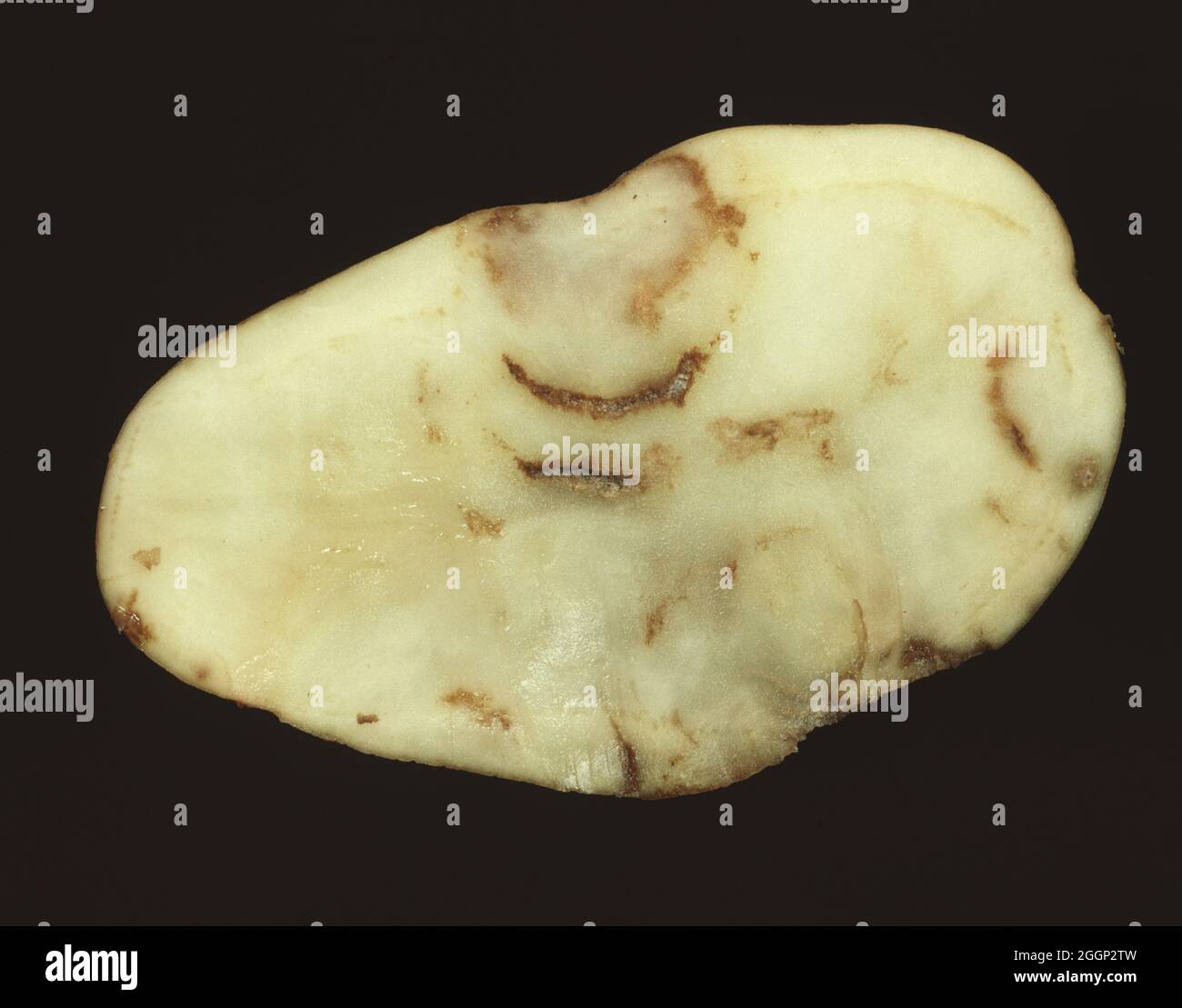 Una sezione di un tubero di patate che mostra l'irrorazione di un sintomo di TROTROTROTROT (TRV) e PMTV (virus della patata mop-top) Foto Stock