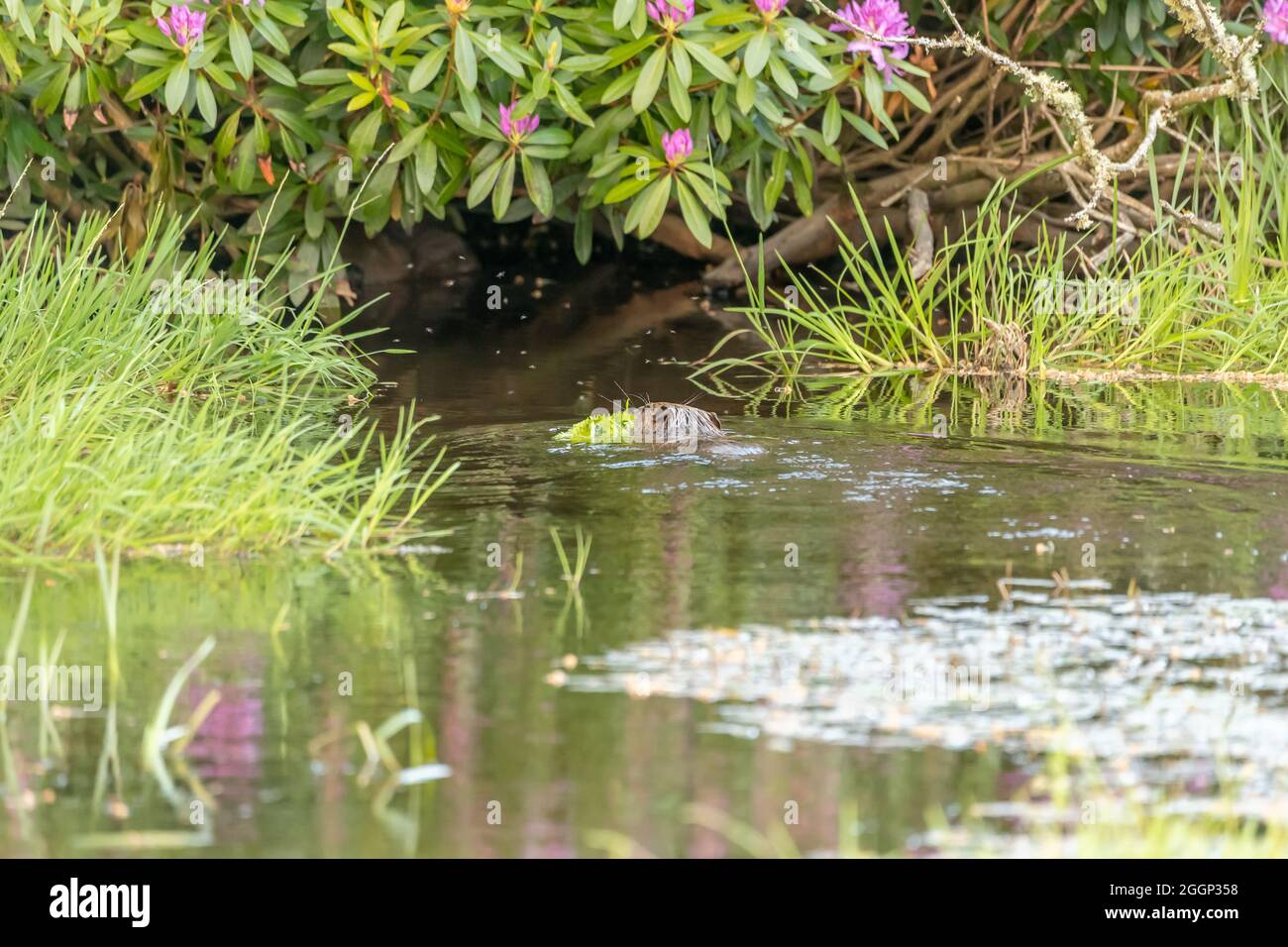 Beaver nuoto con un ramo vicino Blairgowrie, Scozia Foto Stock