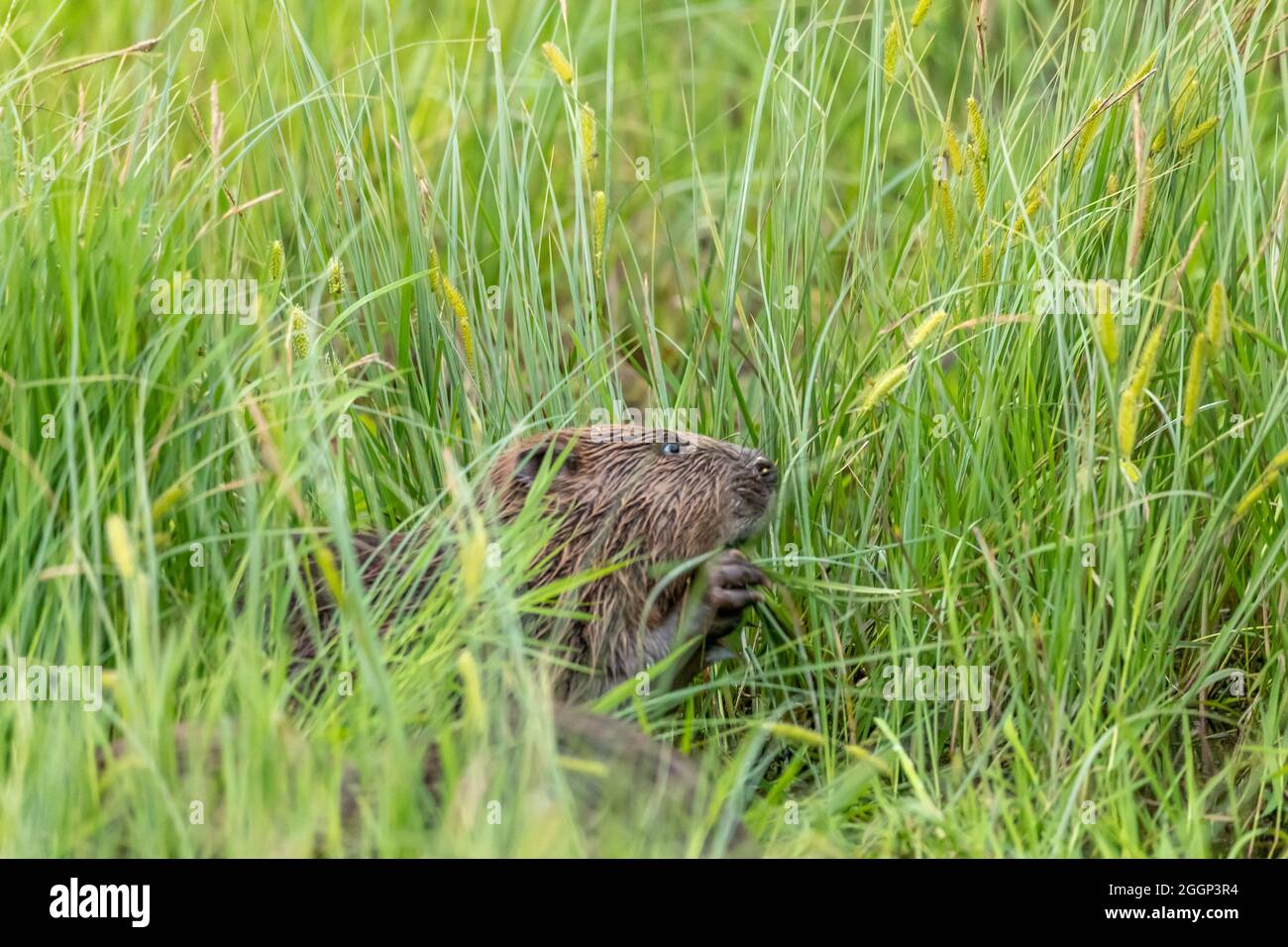 Beaver (Castor fibra) mangiare vegetazione vicino Blairgowrie, Scozia Foto Stock