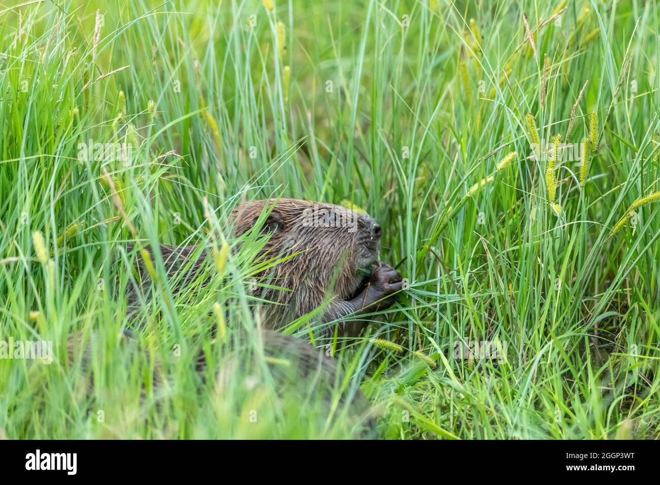 Beaver (Castor fibra) mangiare vegetazione vicino Blairgowrie, Scozia Foto Stock