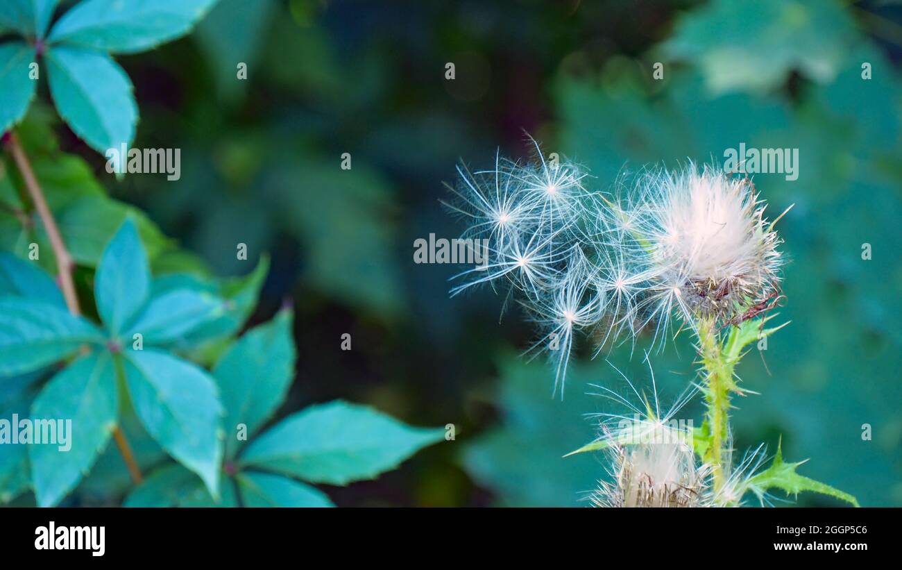 Primo piano delle lanugine di semi bianchi su una pianta di cardo toro che è pronta a disperdere i suoi semi nel vento. Foto Stock