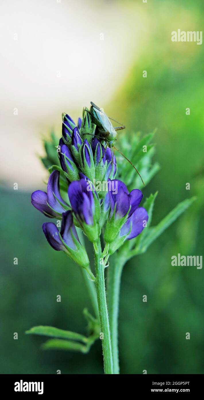 Primo piano di un insetto verde poggiato sui fiori viola su una pianta di erba medica che cresce ai margini di un sentiero escursionistico. Foto Stock