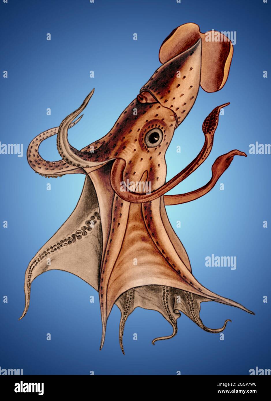 Illustrazione colorata di un calamaro. Foto Stock